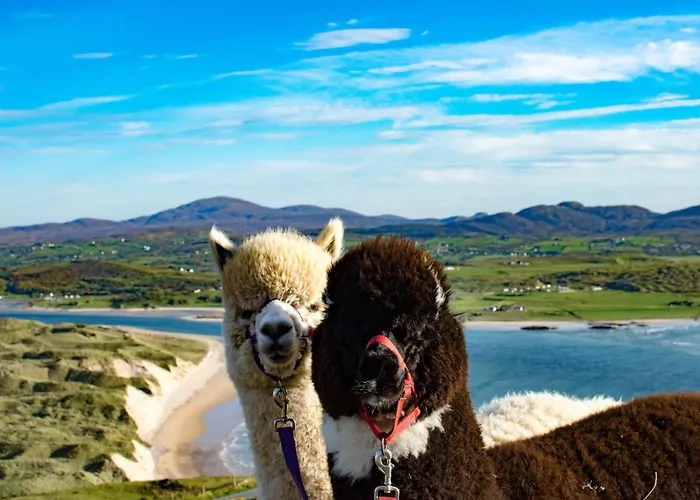 Redcastle Мовилл